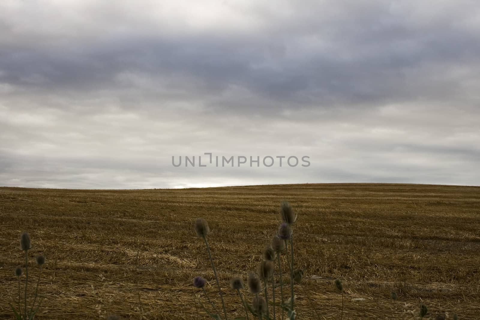 View of the Spanish countryside in the summer