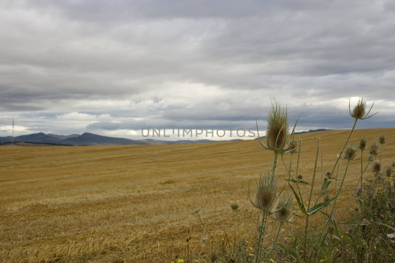 View of the Spanish countryside in the summer