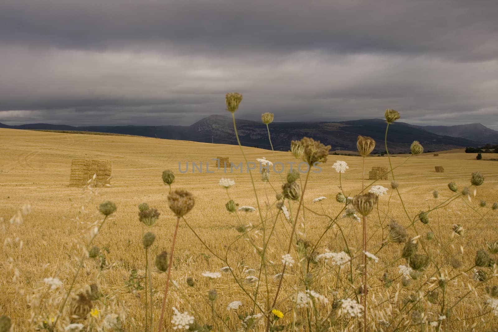 View of the Spanish countryside in the summer