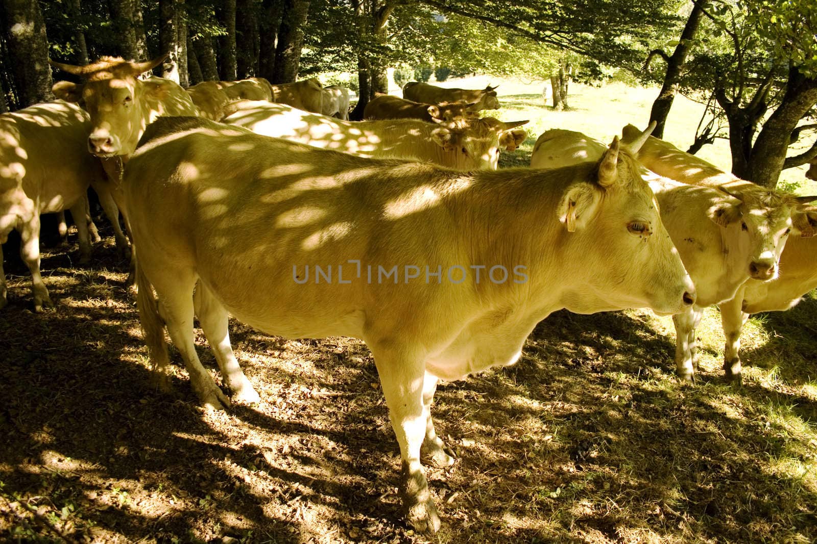 Cows grazing in a meadow