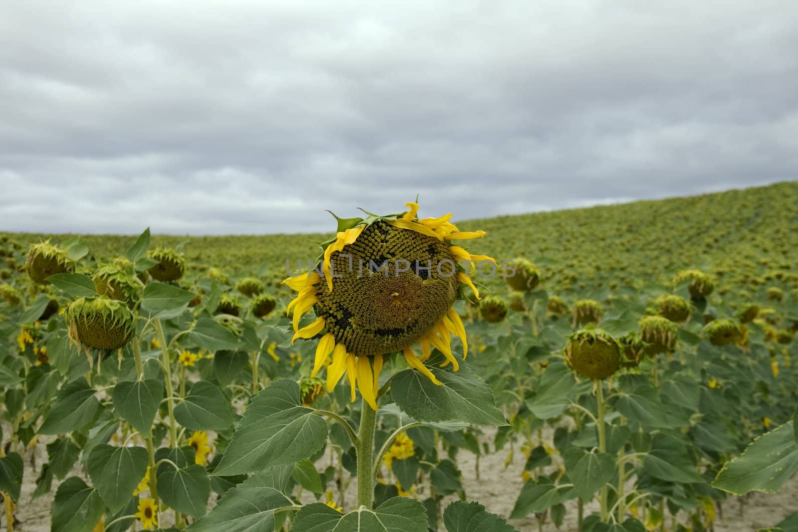 Sunflowers smile in spanish countryside