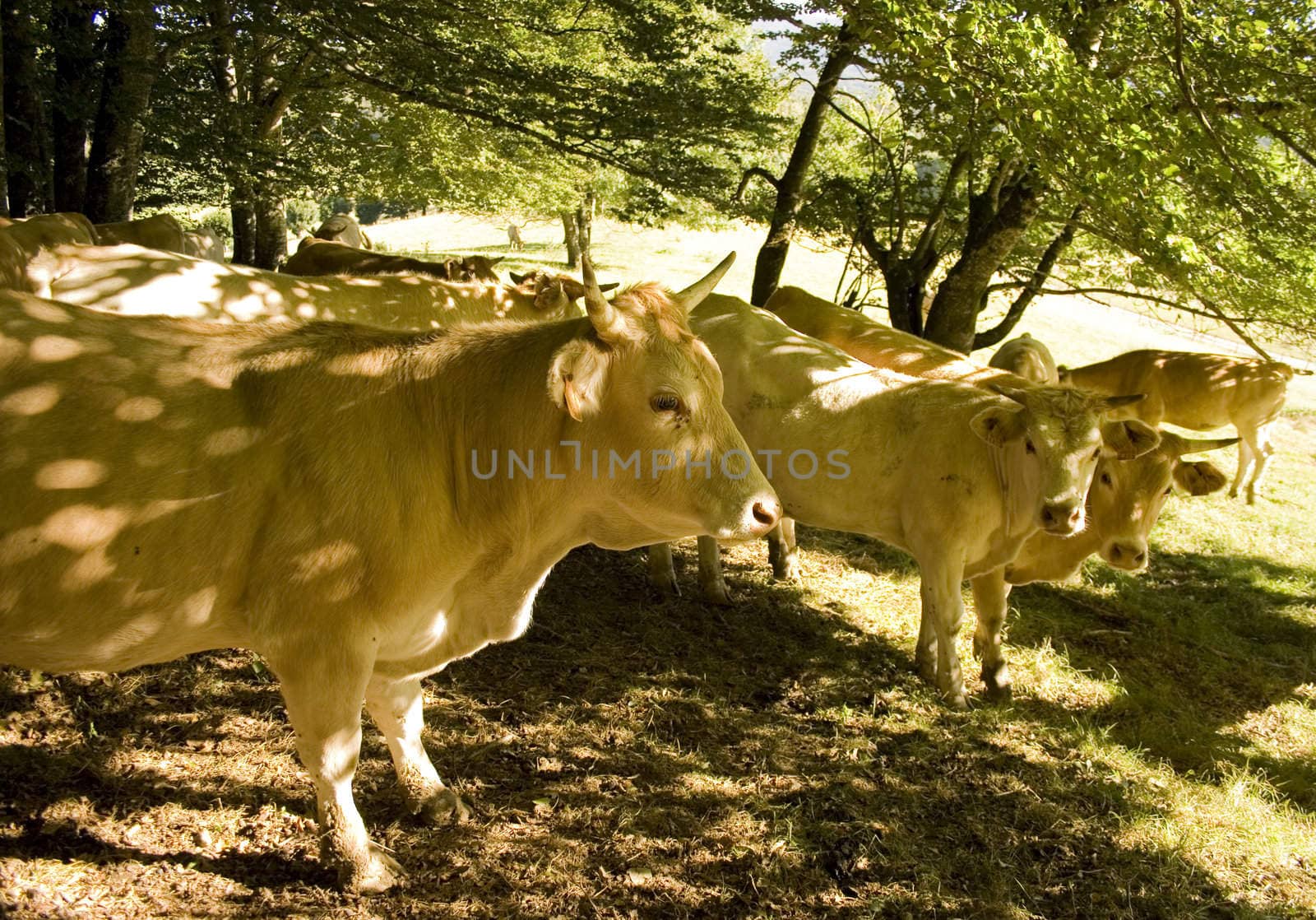 Cows grazing in a meadow