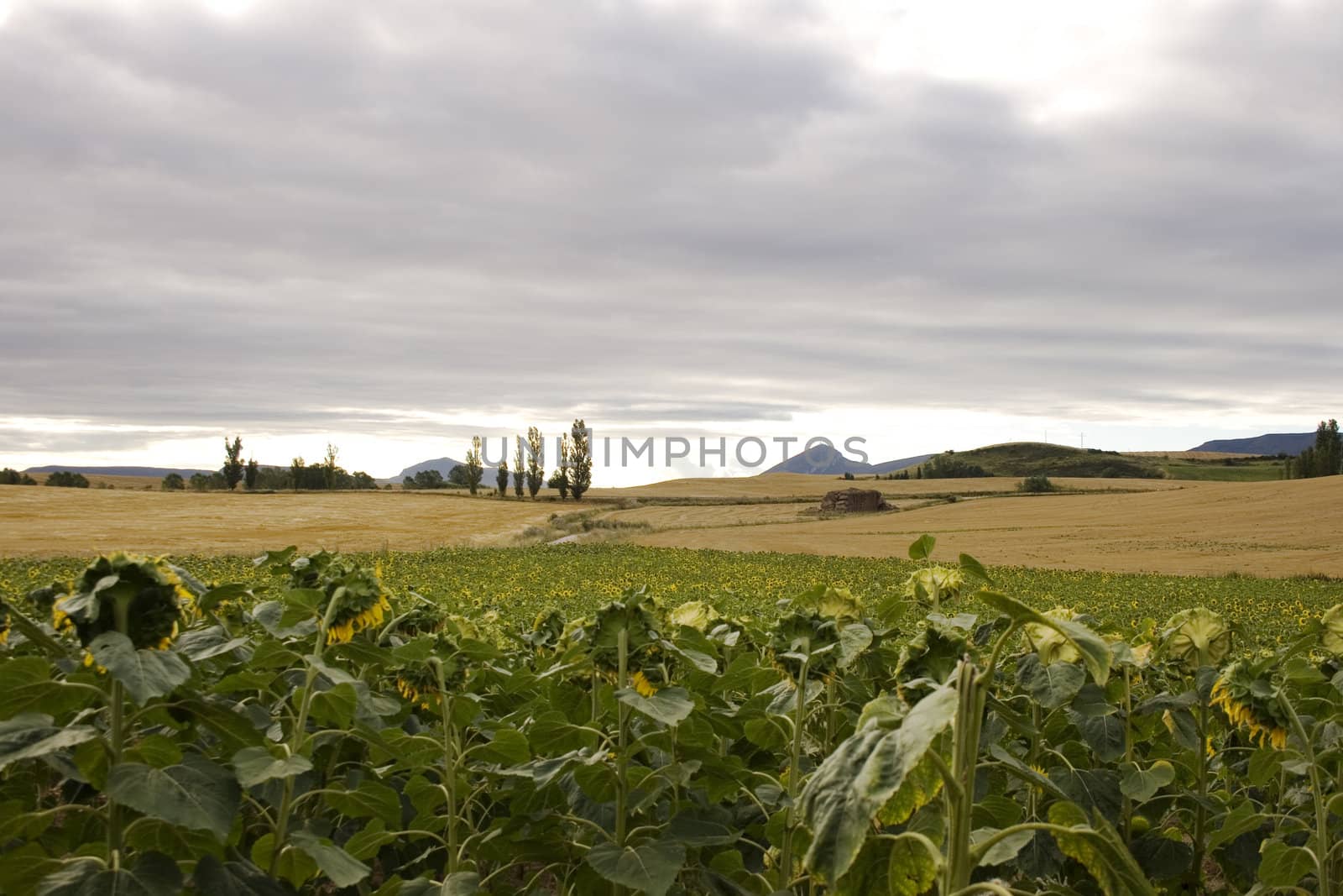 A lot of Sunflowers in spanish countryside