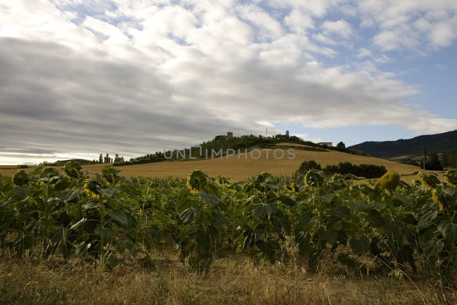 A lot of Sunflowers in spanish countryside