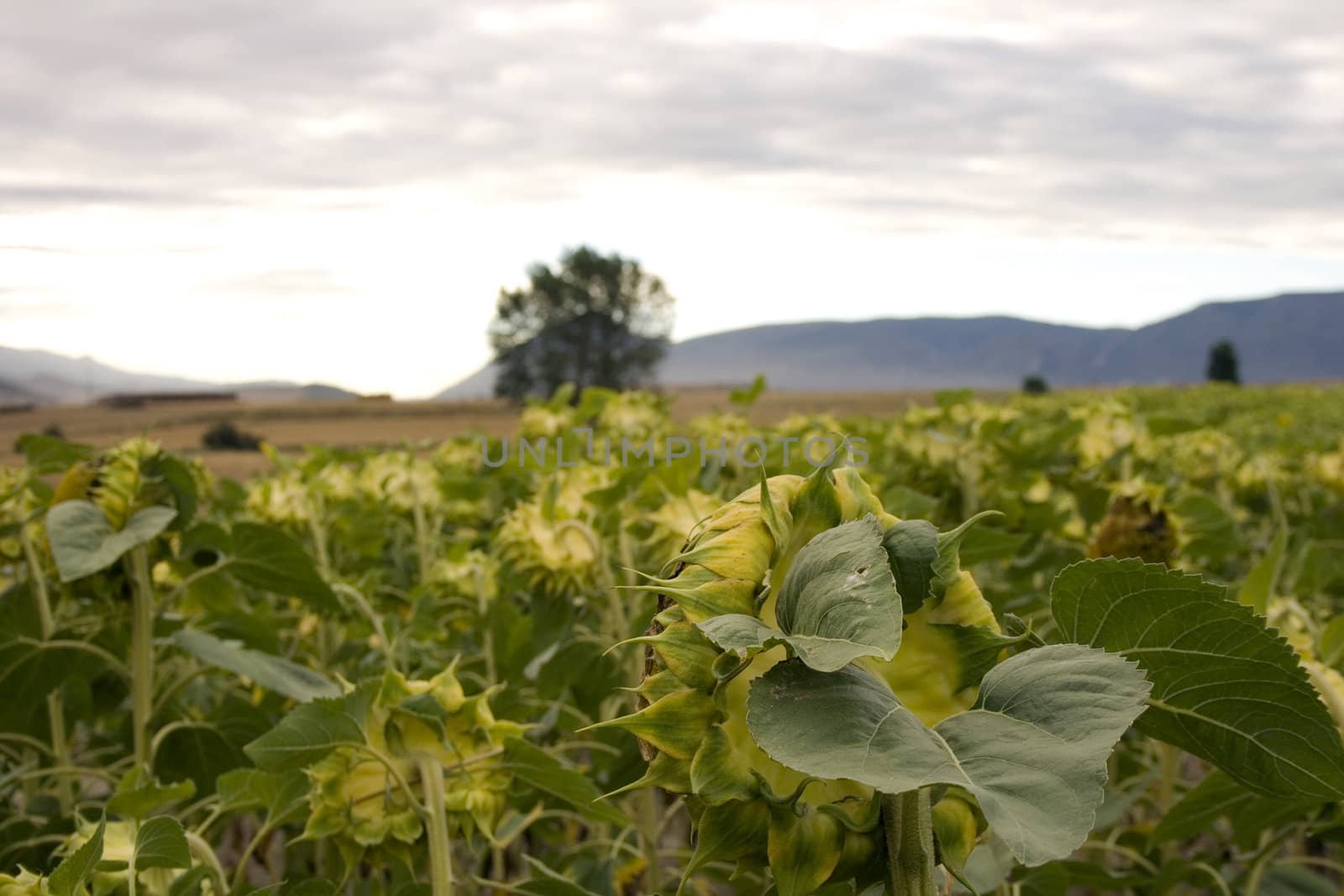 A lot of Sunflowers in spanish countryside