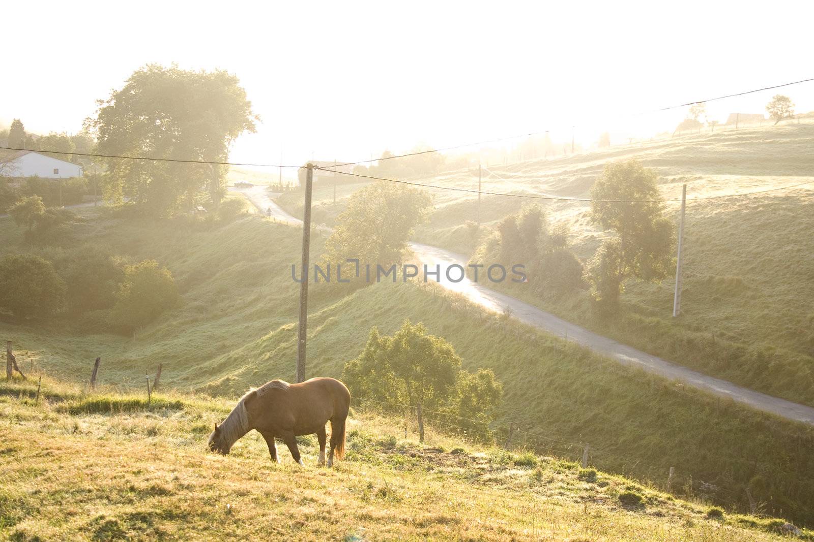 Horse grazing at sunrise in the spanish countryside