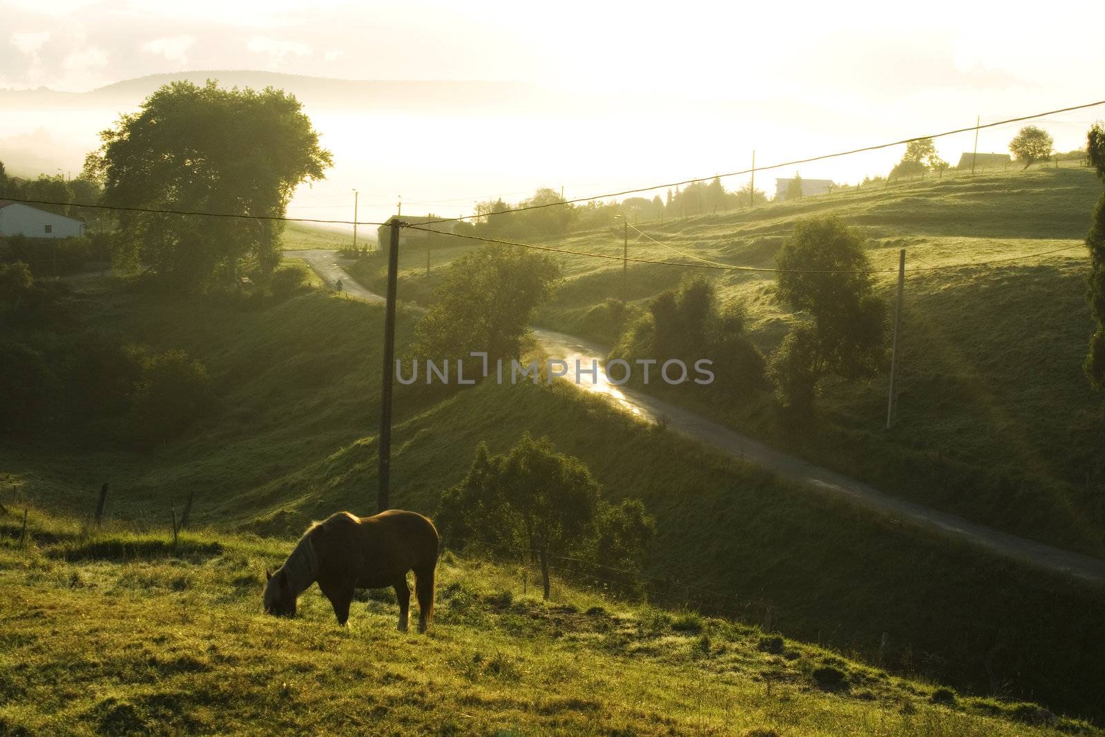 Horse grazing at sunrise in the spanish countryside