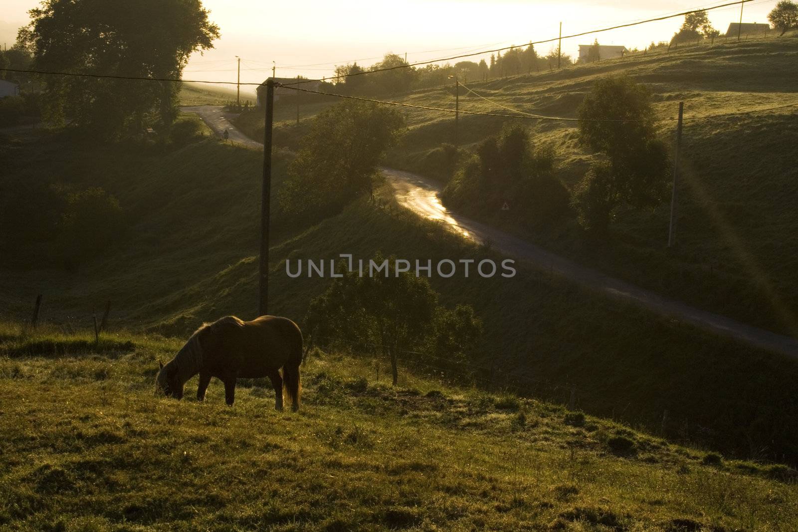 Horse grazing at sunrise in the spanish countryside