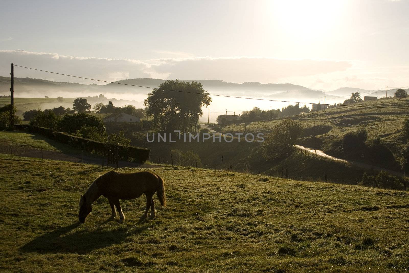 Horse grazing at sunrise in the spanish countryside