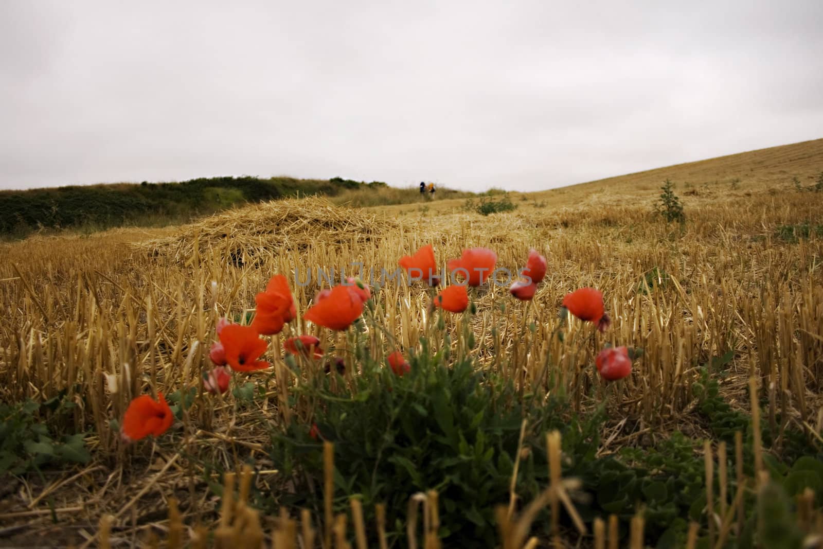 View of poppies in the spanish countryside