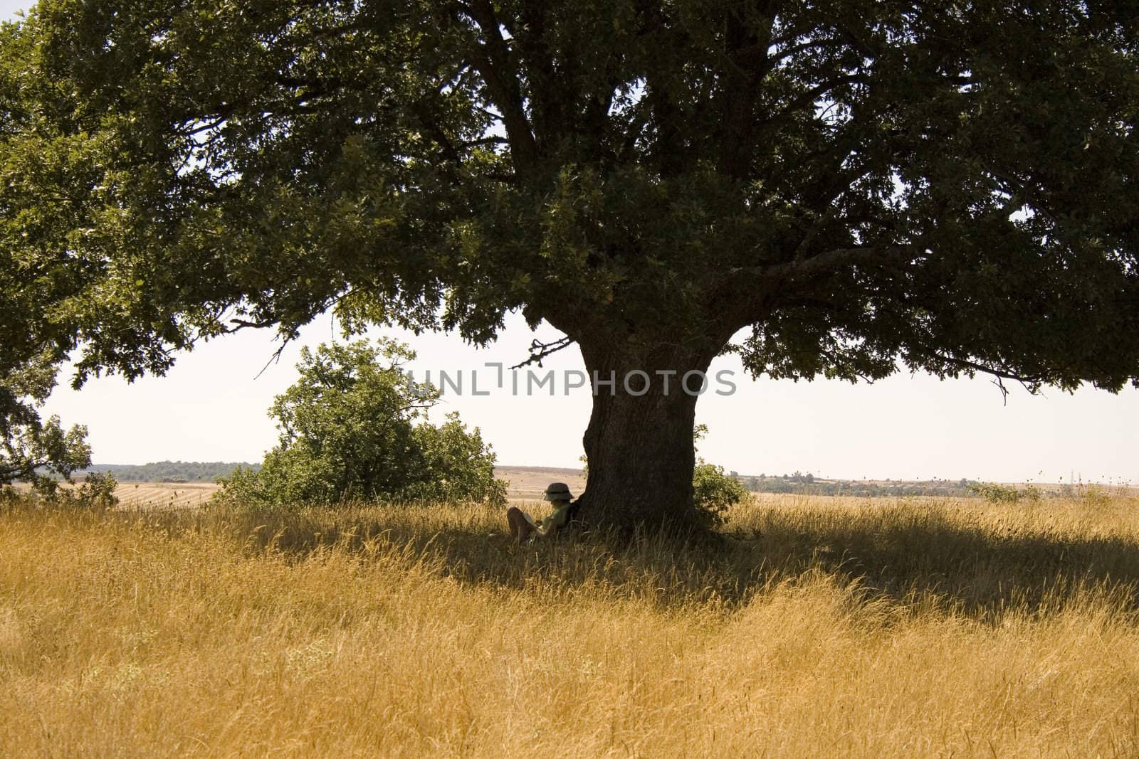 Girl reading under tree, spanish countryside