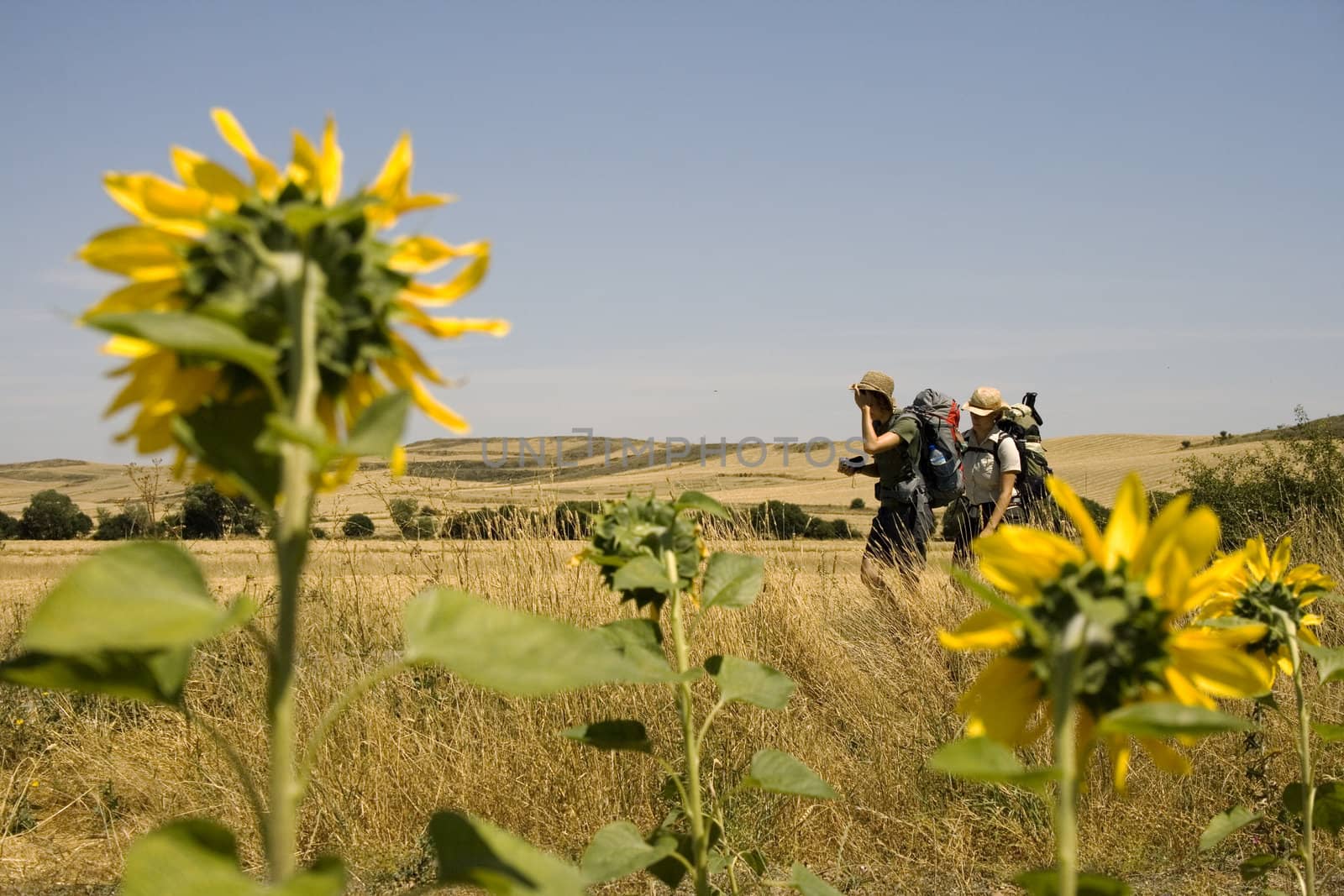 A lot of Sunflowers in spanish countryside