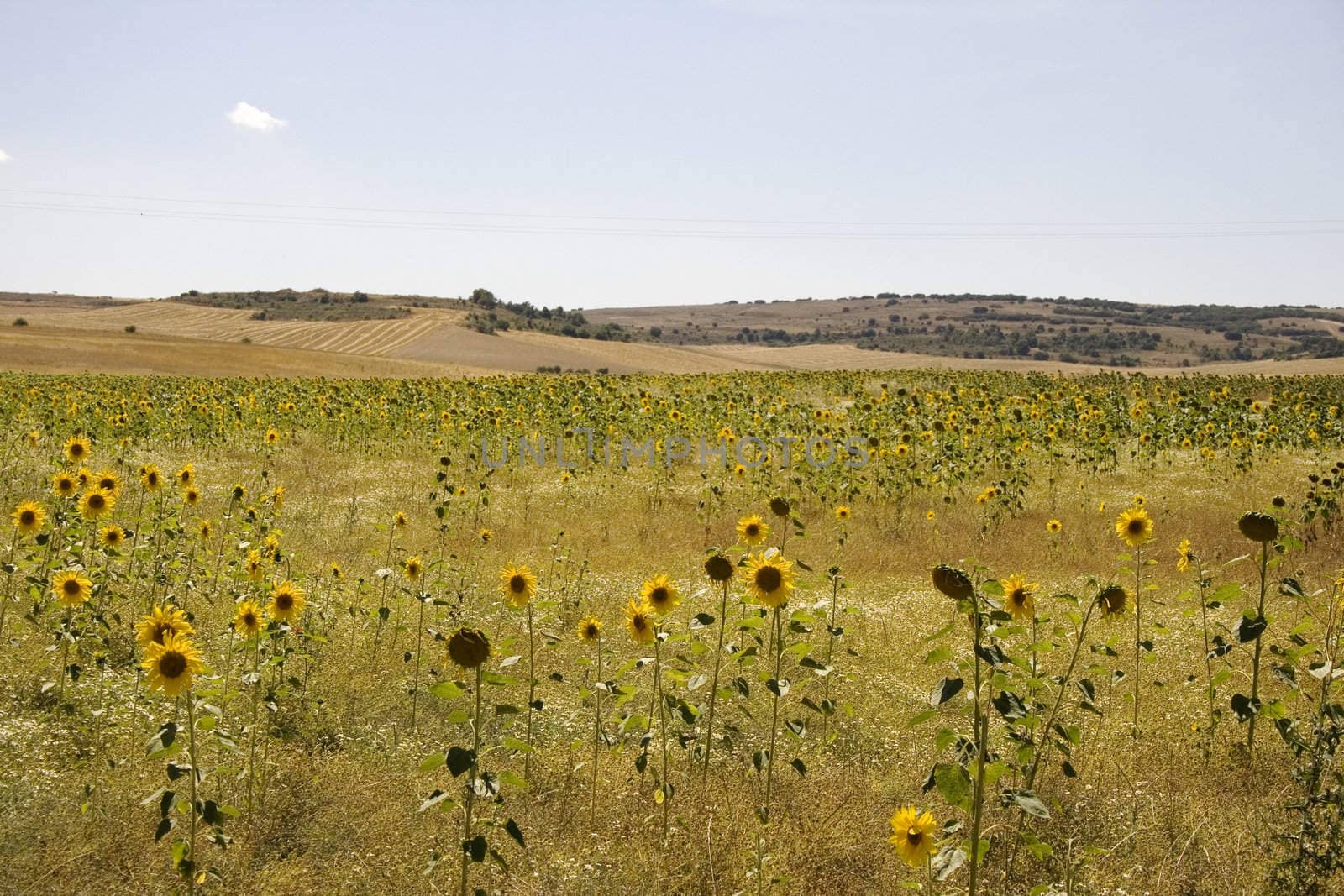 A lot of Sunflowers in spanish countryside