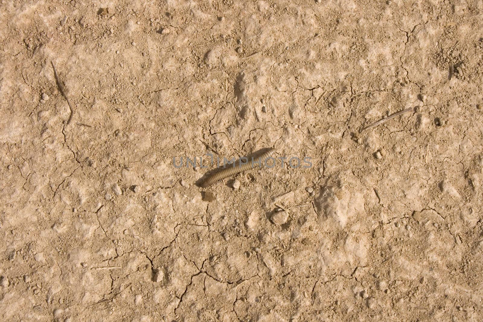 Photo of a worm in the road