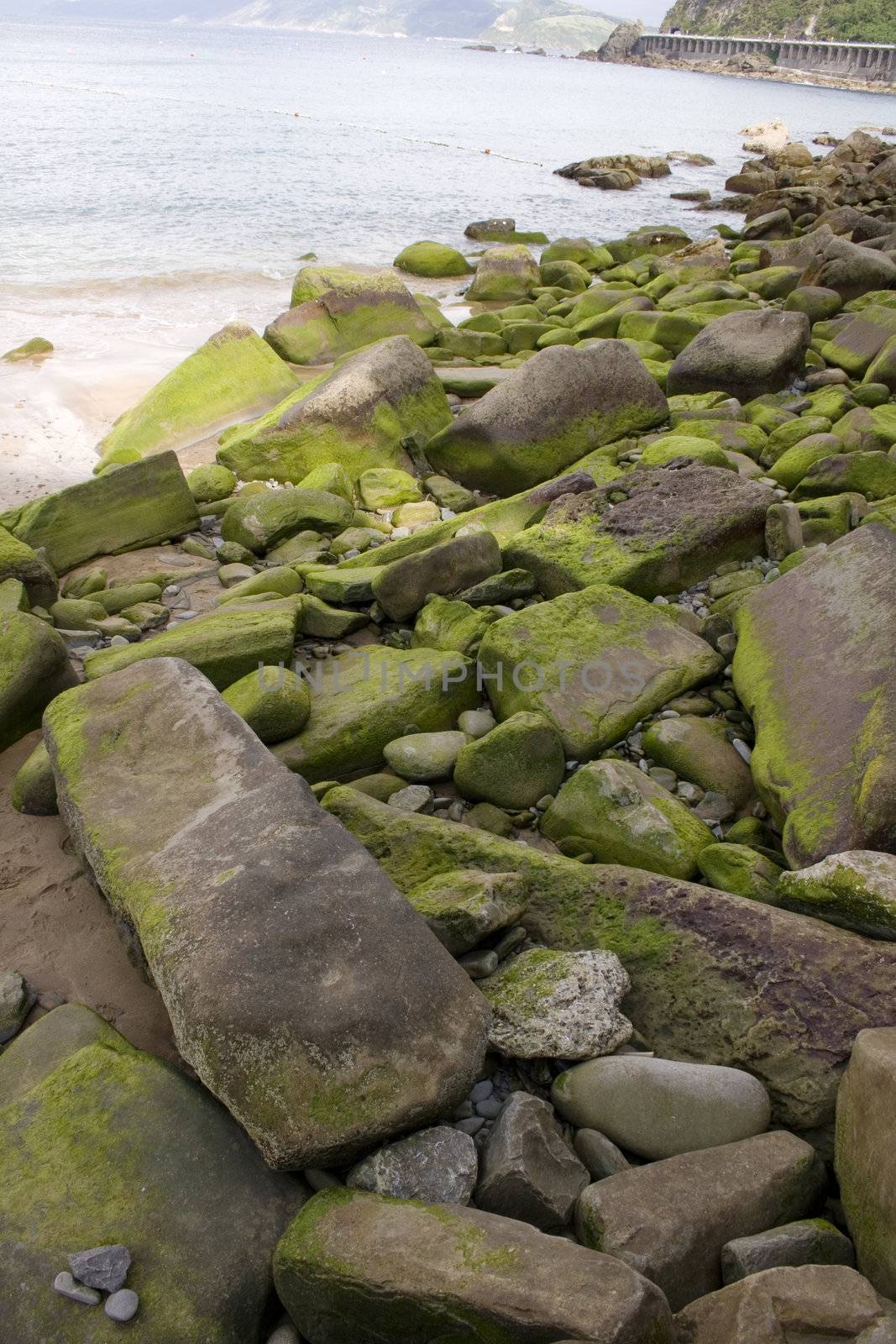 Photo of Moss on rock in the spanish beach