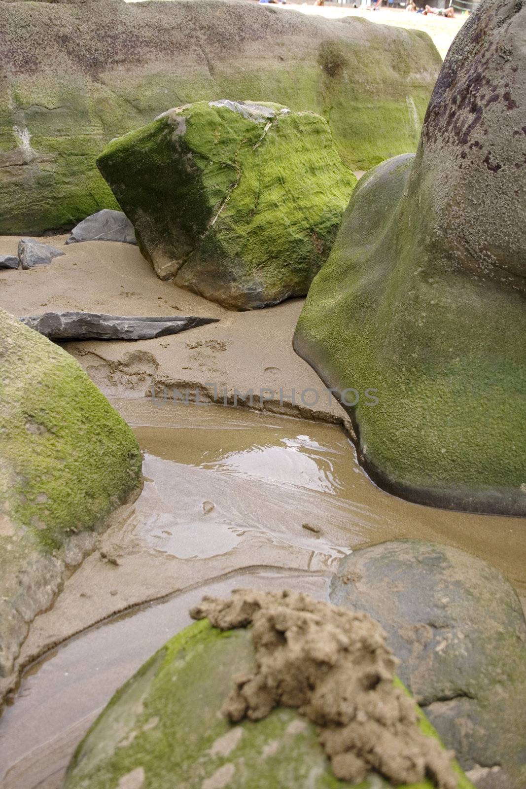 Photo of Moss on rock in the spanish beach