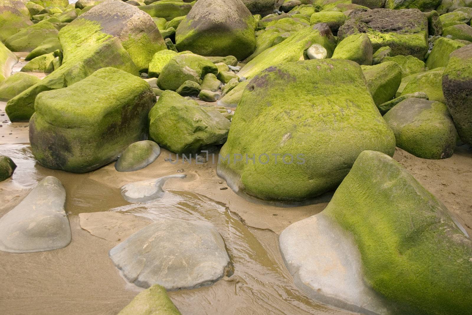 Photo of Moss on rock in the spanish beach