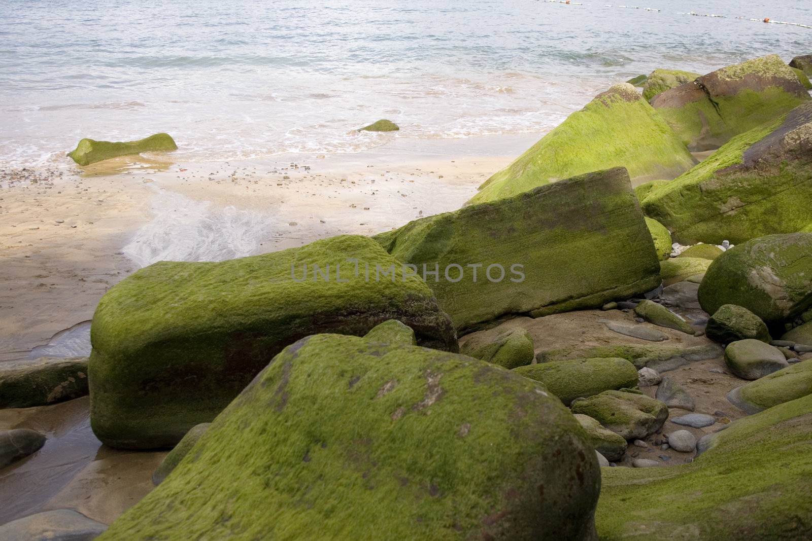 Photo of Moss on rock in the spanish beach