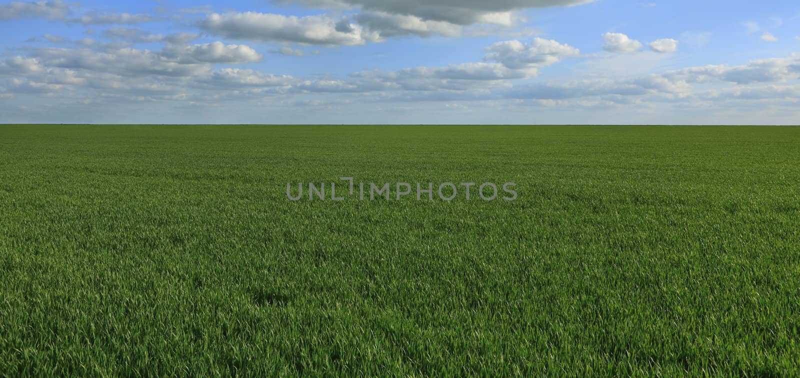Green cereals field under a cloudy sky.