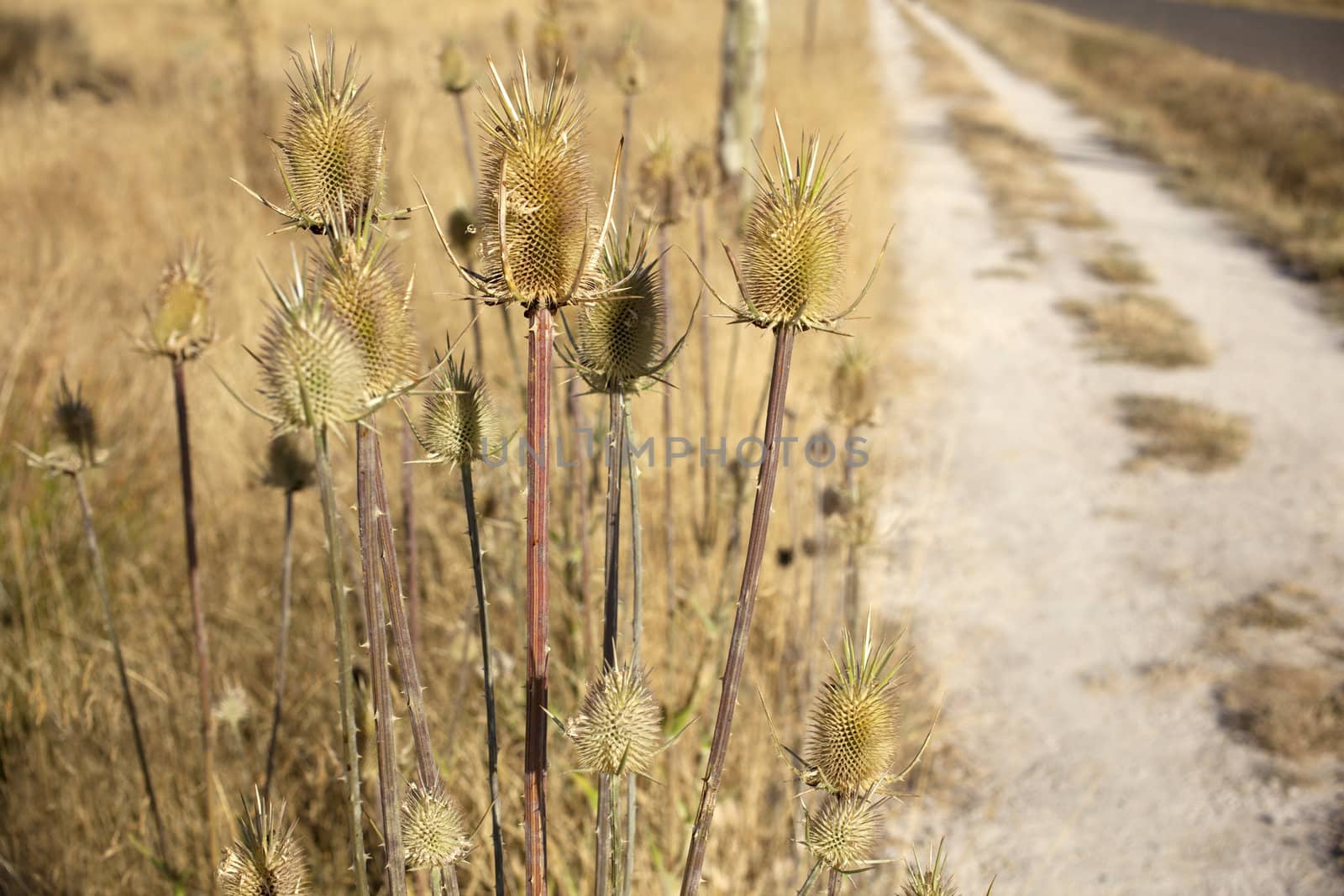 Dried flowers in the spanish countryside