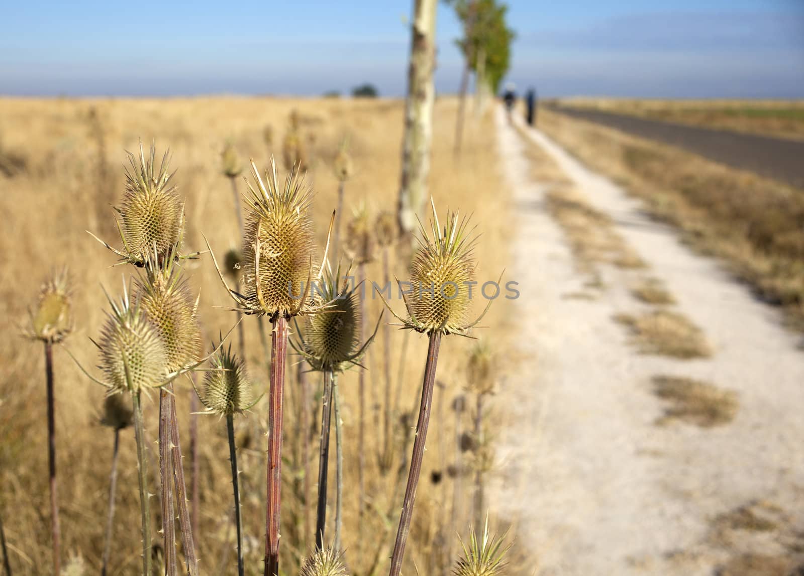 Dried flowers in the spanish countryside