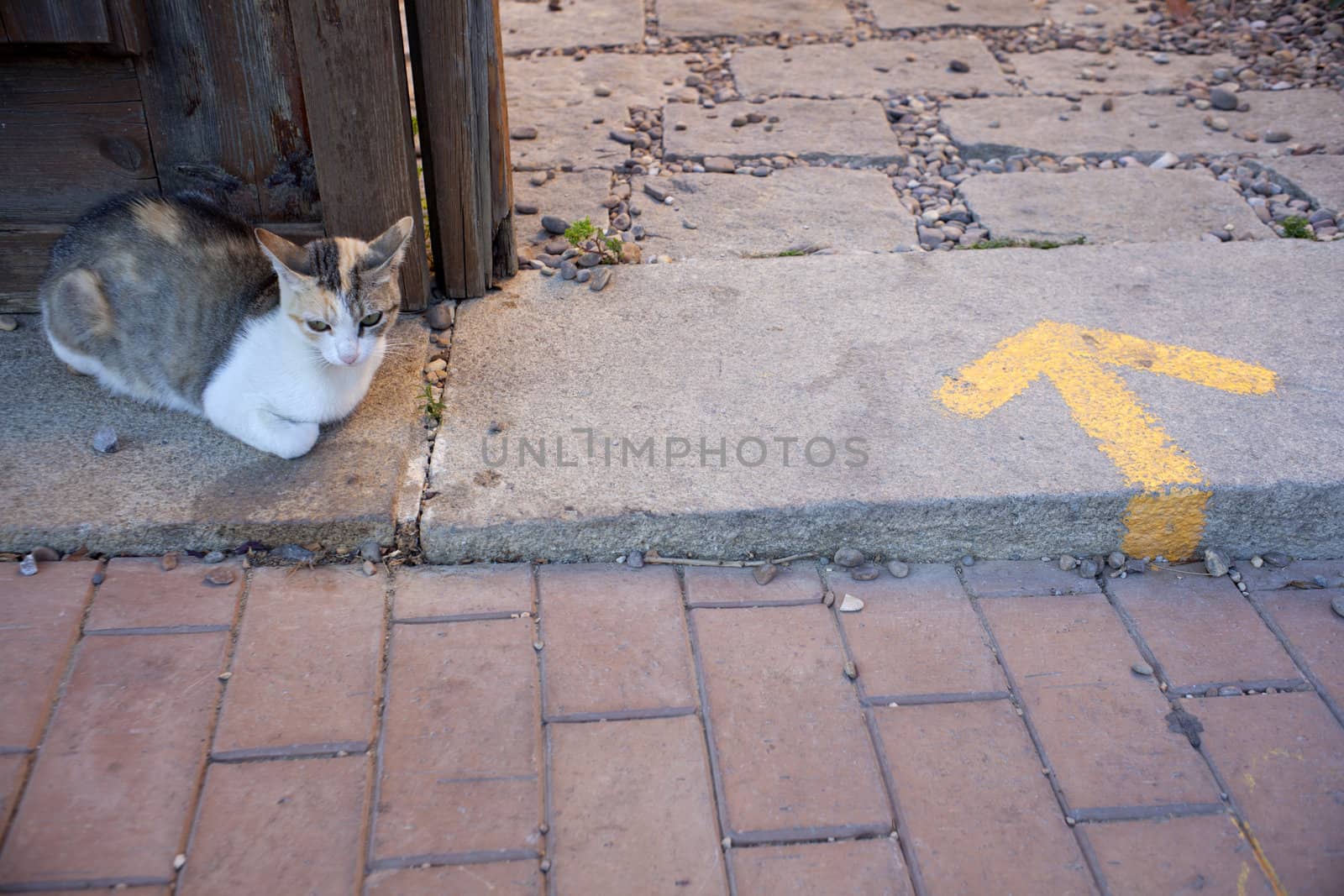 A cat next to the door and yellow arrow painted on the road