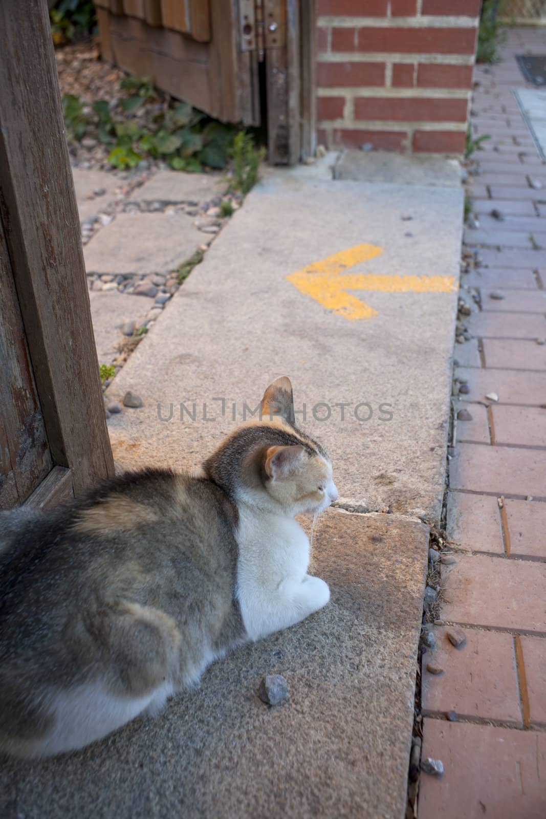 A cat next to the door and yellow arrow painted on the road