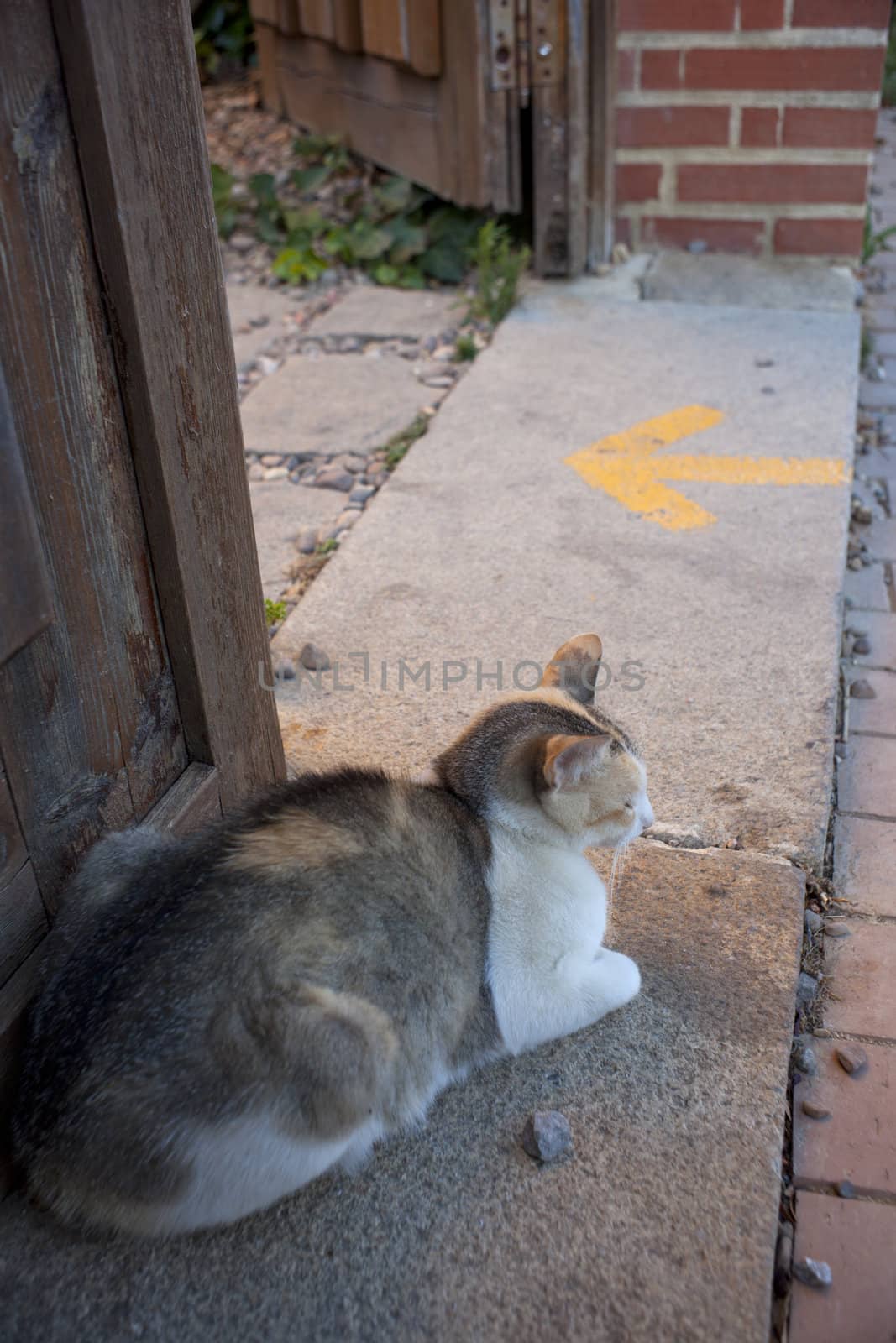 A cat next to the door and yellow arrow painted on the road