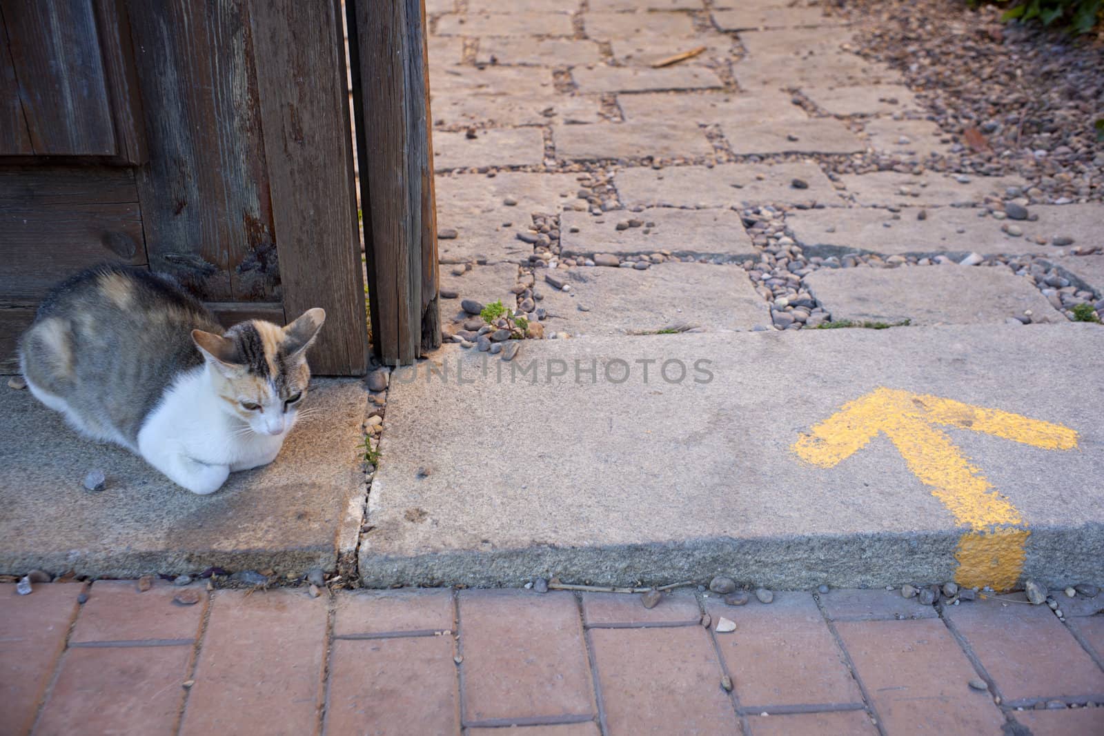 A cat next to the door and yellow arrow painted on the road