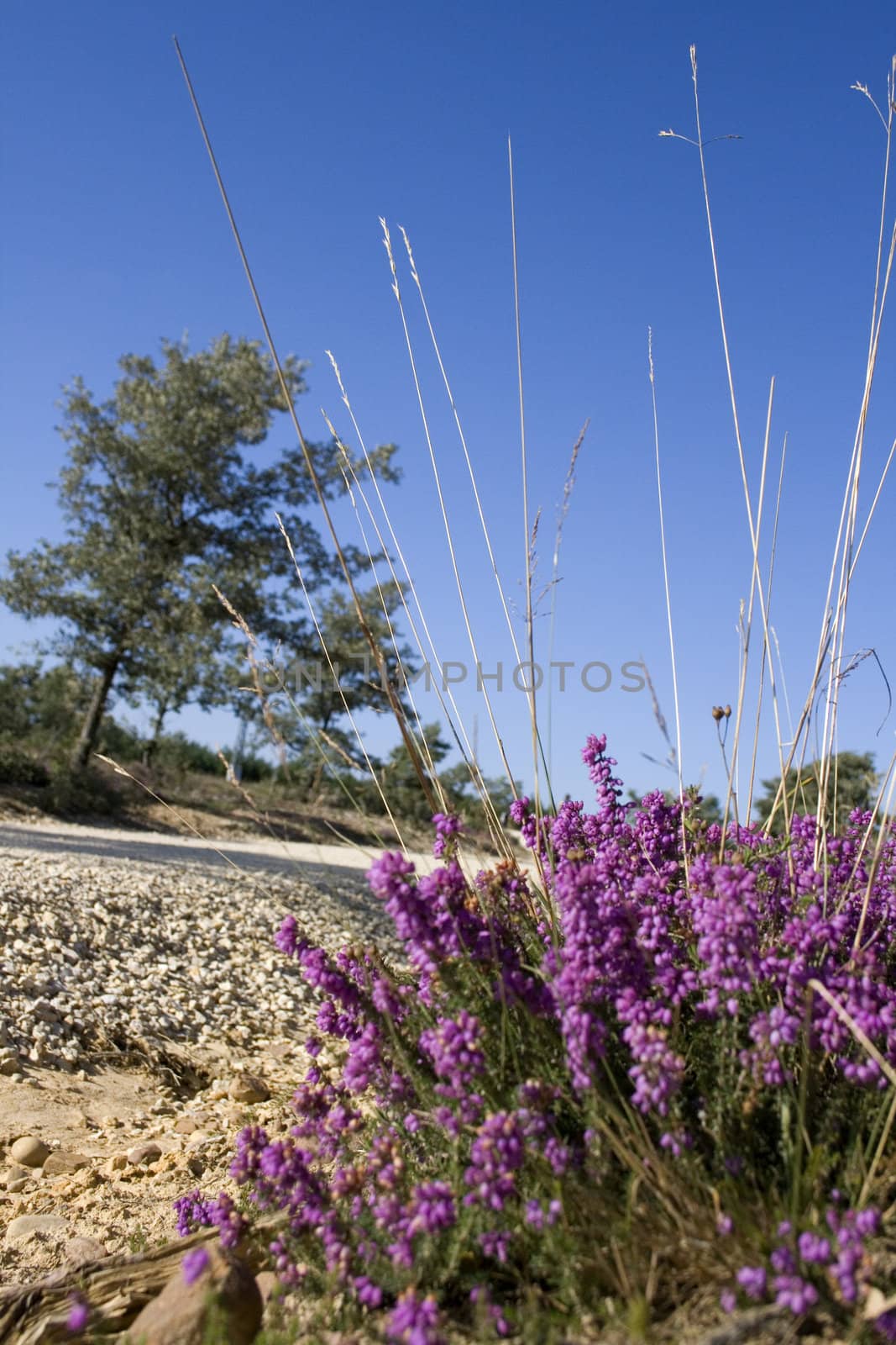 Photo of Flowers in the spanish countryside