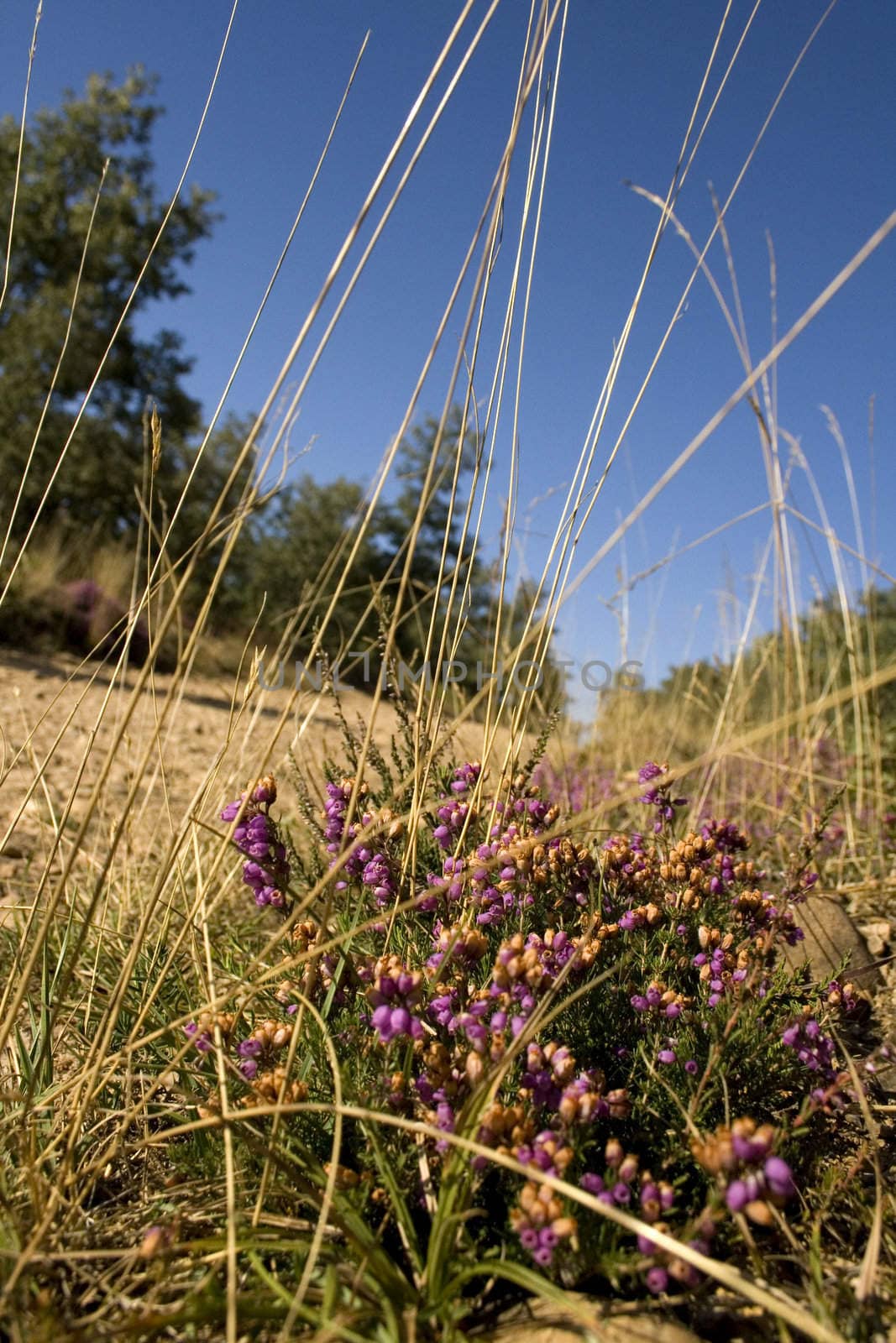 Photo of Flowers in the spanish countryside