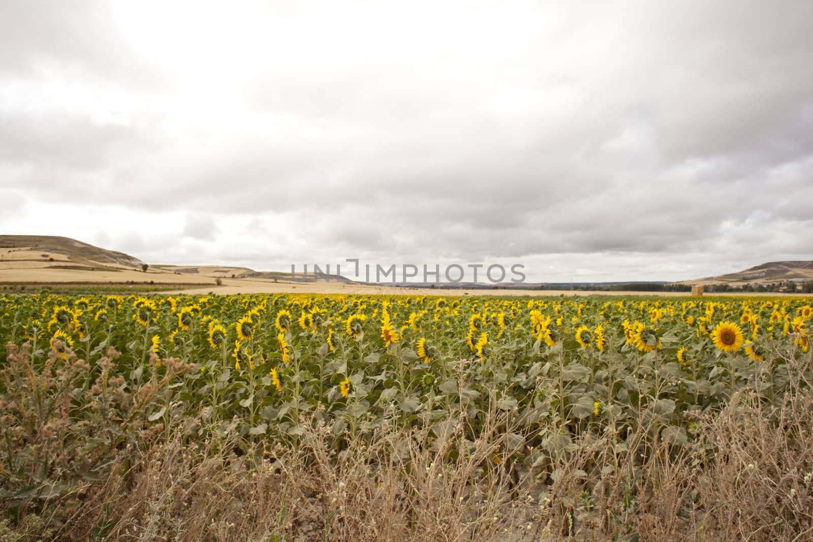 A lot of Sunflowers in spanish countryside