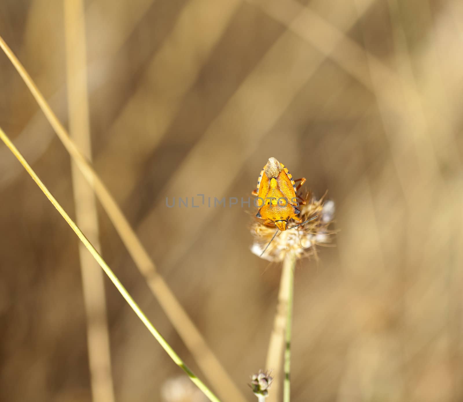 Insect on dried flower, spanish countryside