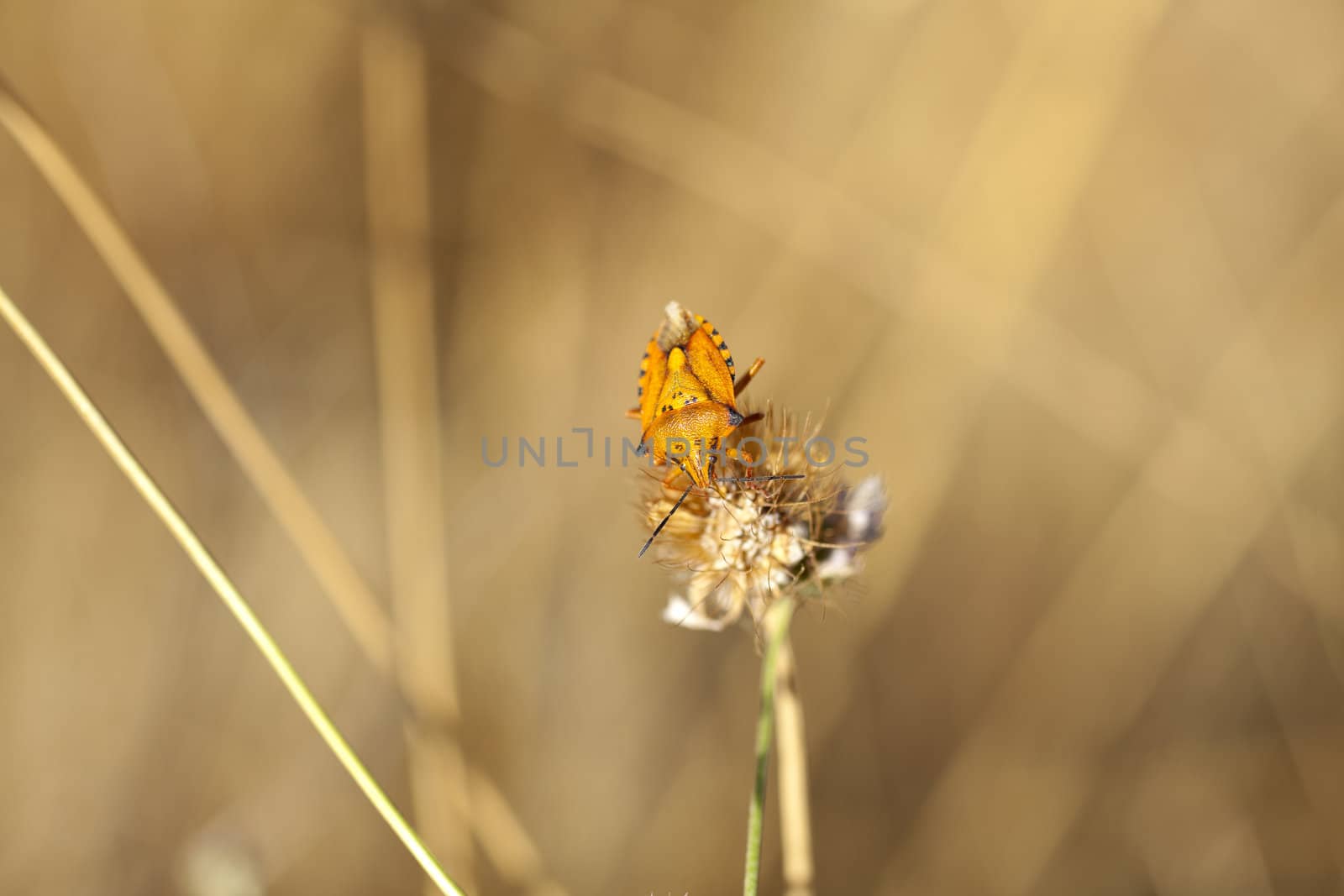 Insect on dried flower, spanish countryside
