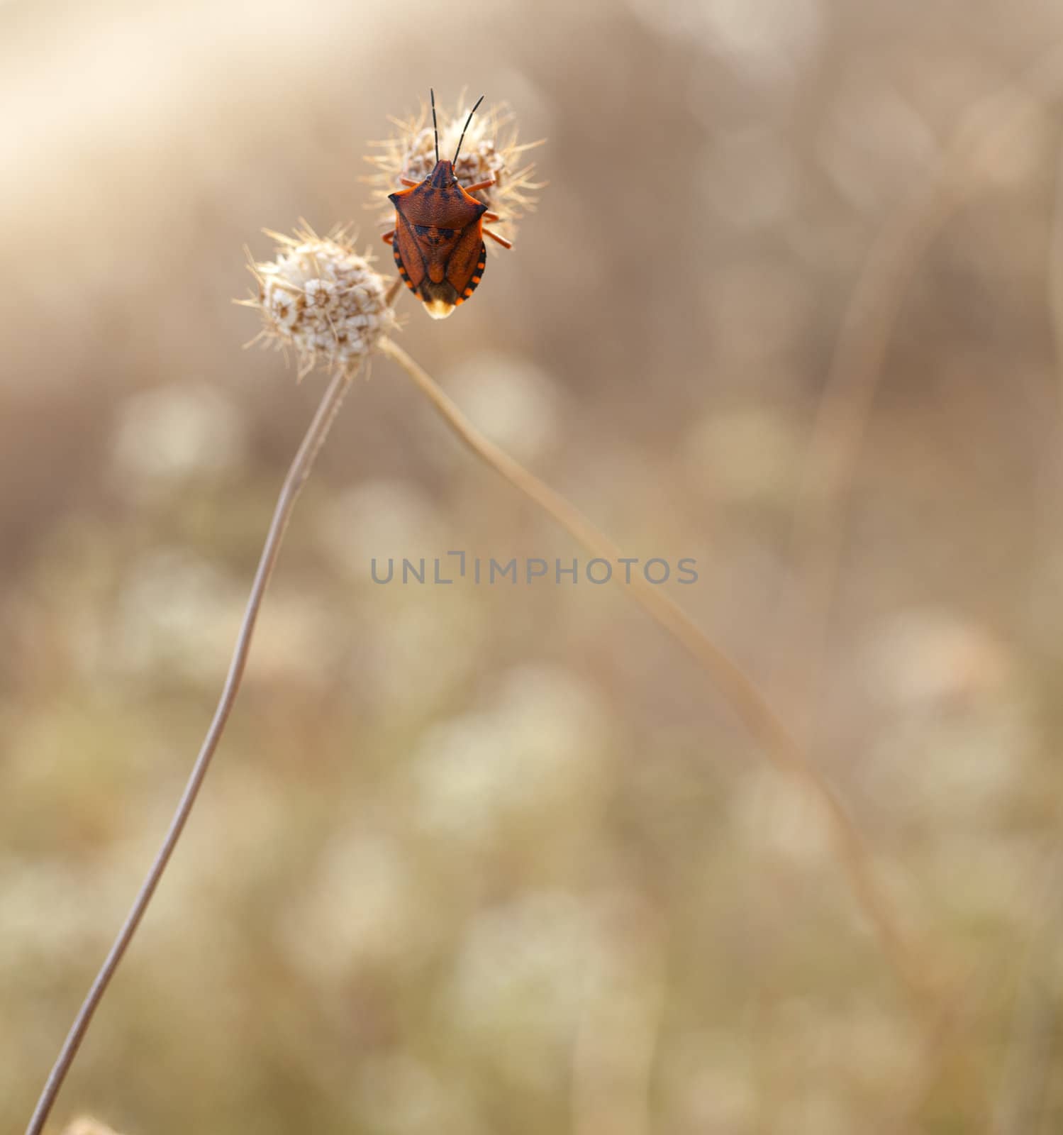 Photo of Insect on dried flower