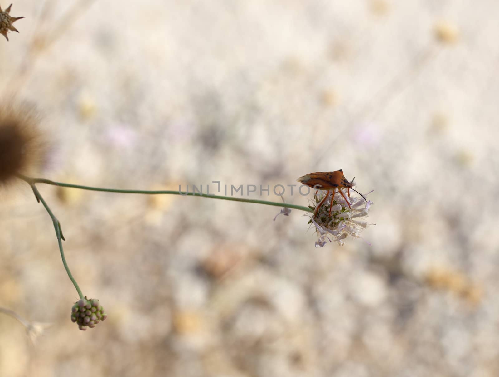 Insect on dried flower, spanish countryside