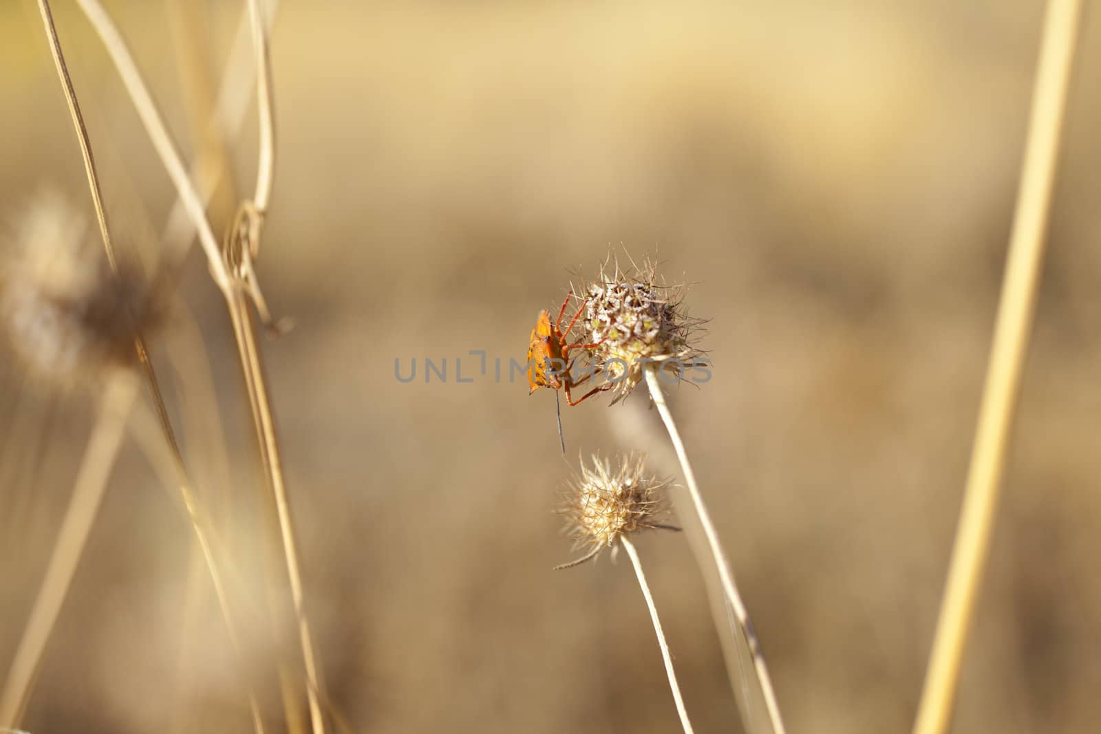 Insect on dried flower, spanish countryside