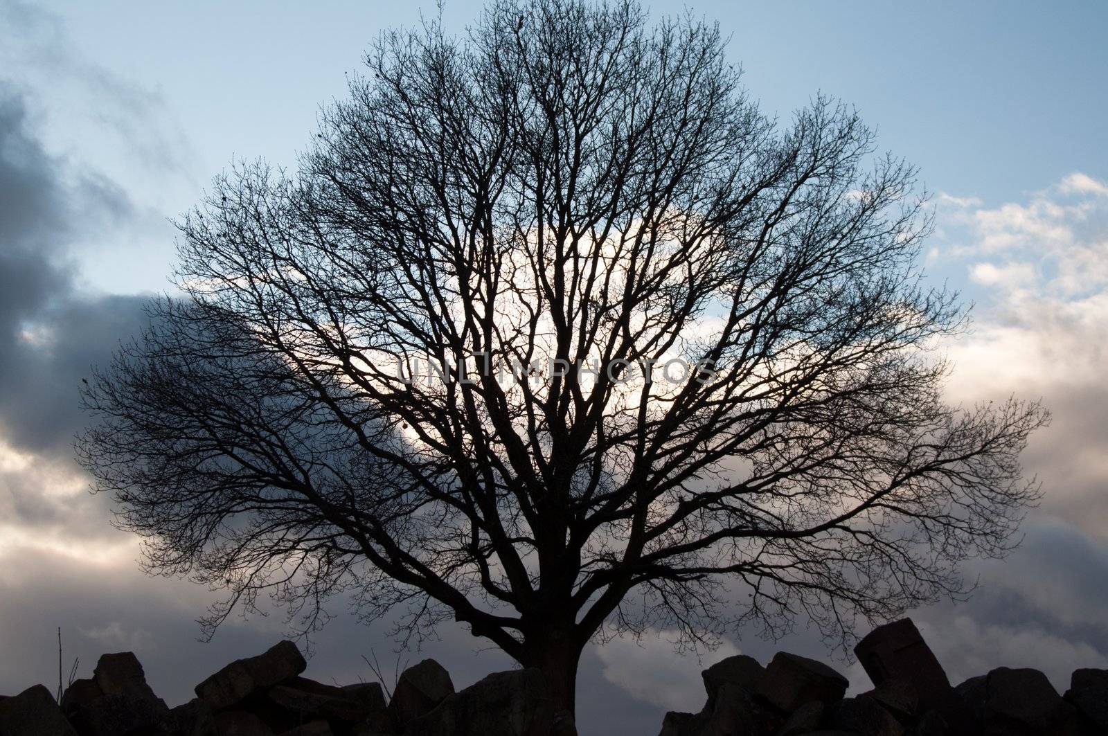 Silhouette of tree against great cloudy winter sunset sky