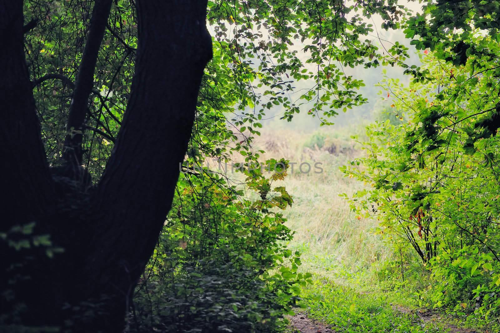 Rural path between trees in the forest
