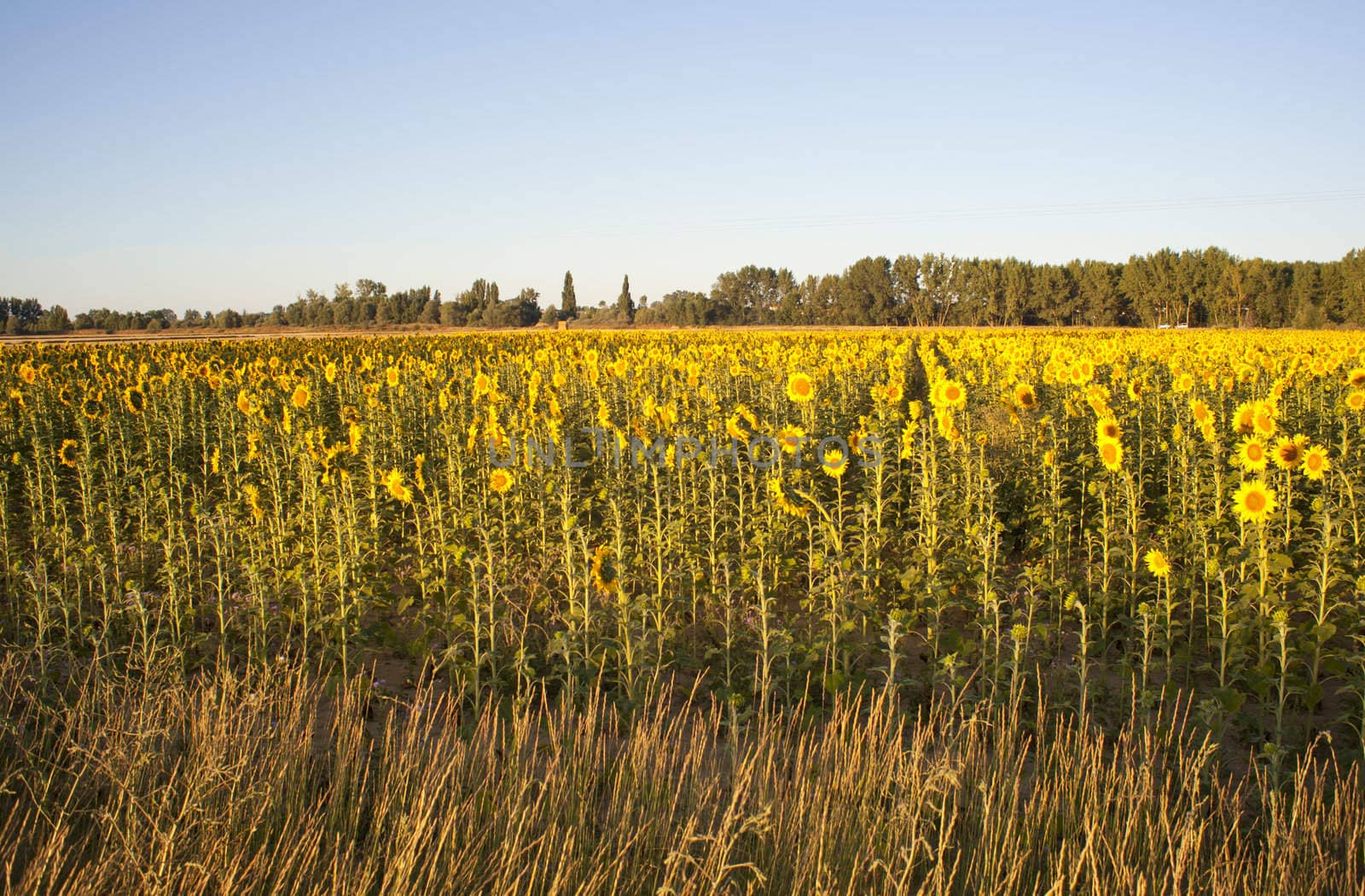 Sunflowers on the blue sky