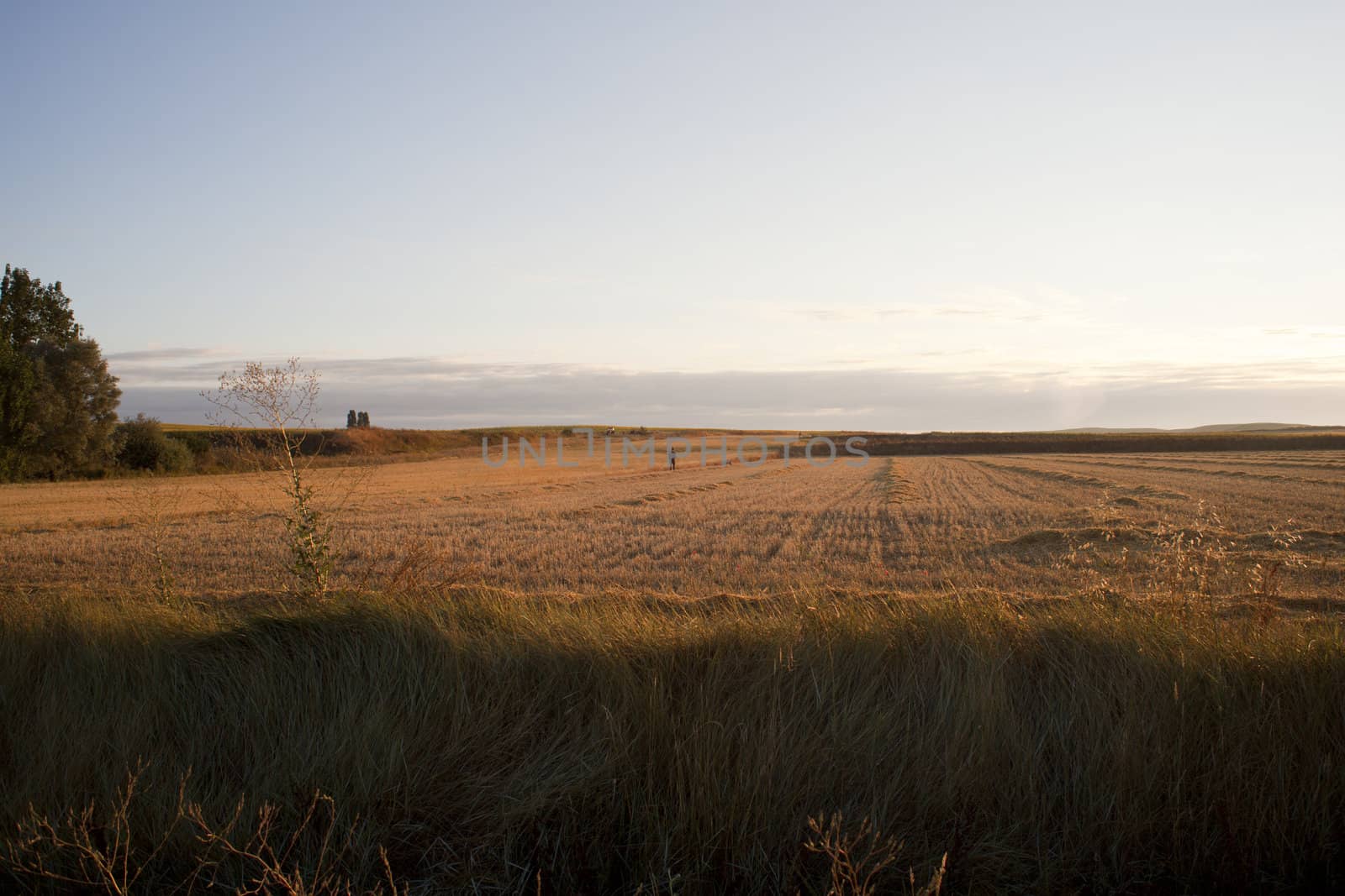 Field in the Spanish countryside