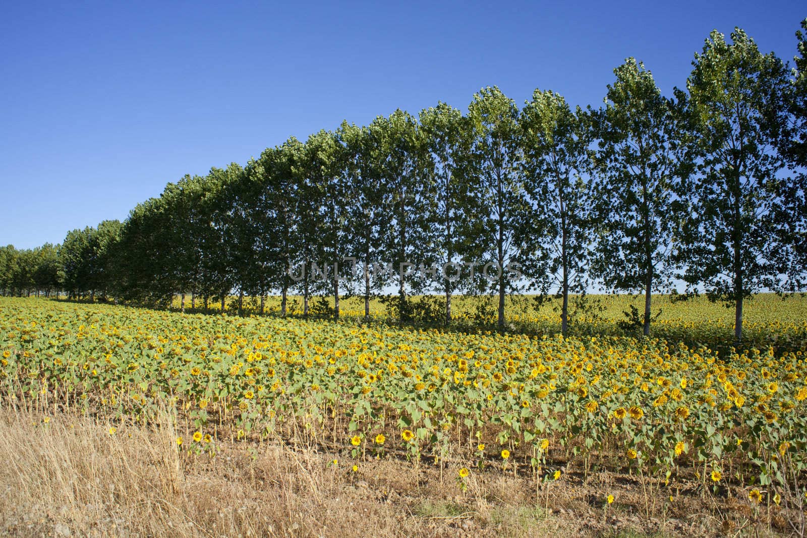 Sunflowers on the blue sky