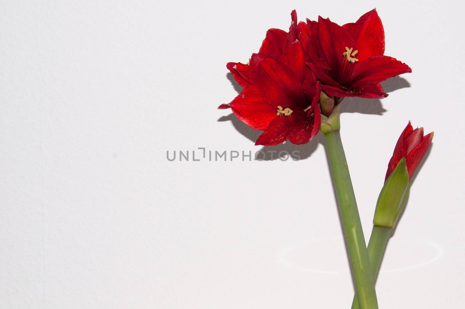 Close up of a red amaryllis on bright background with space for your copytext