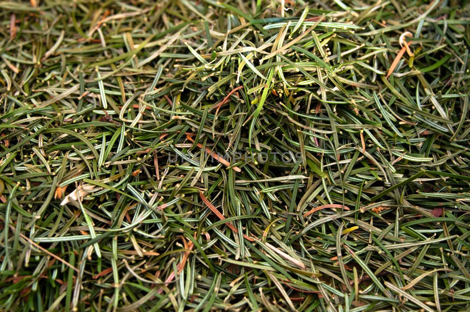 Closeup of a heap of fir needles coming from a christmas tree