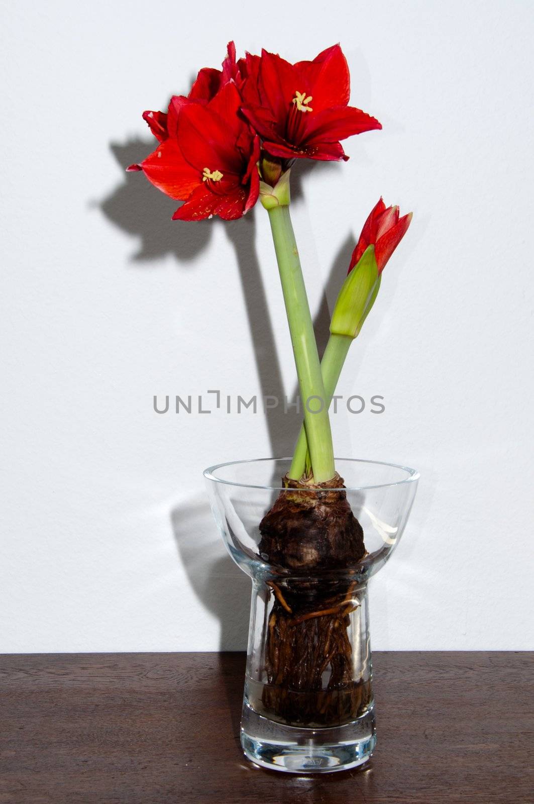 Close up of a red amaryllis with bulb and roots in glass vase on bright background