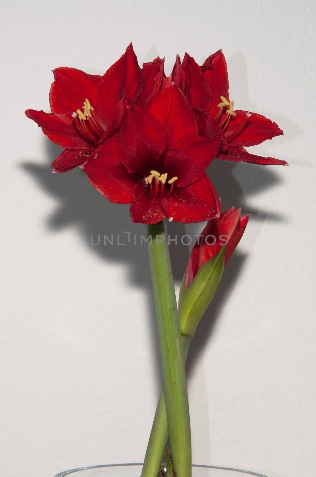 Close up of a red amaryllis in a glass vase on bright background