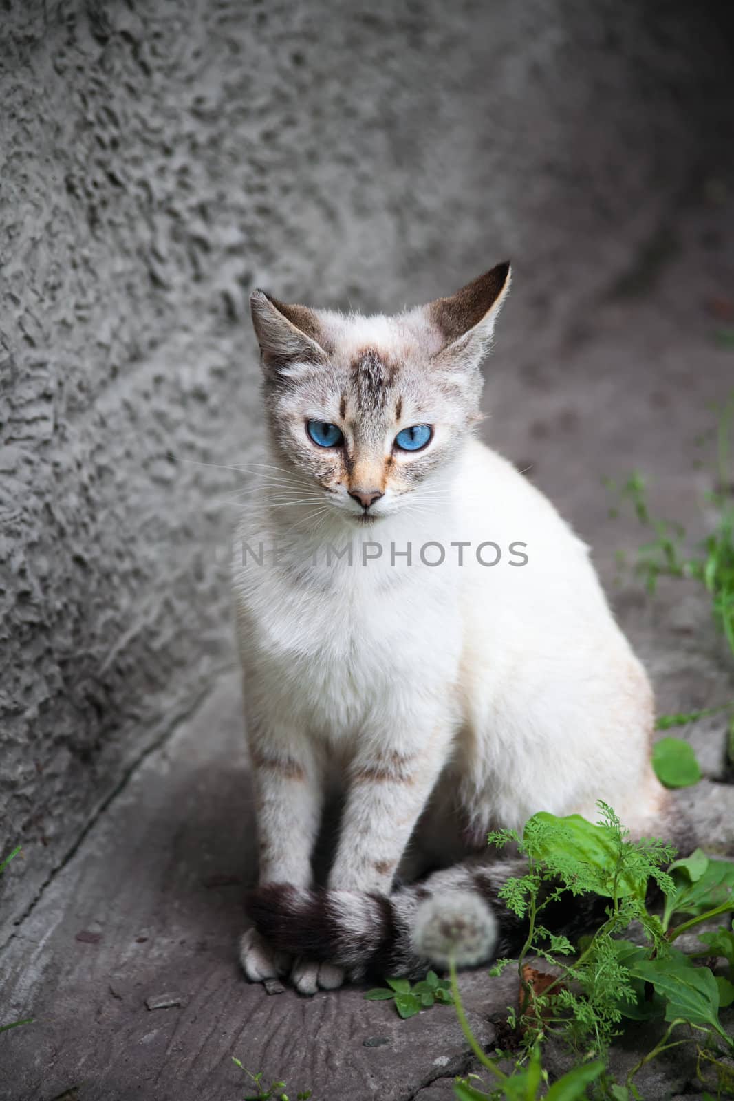 cat with blue eyes by sfinks