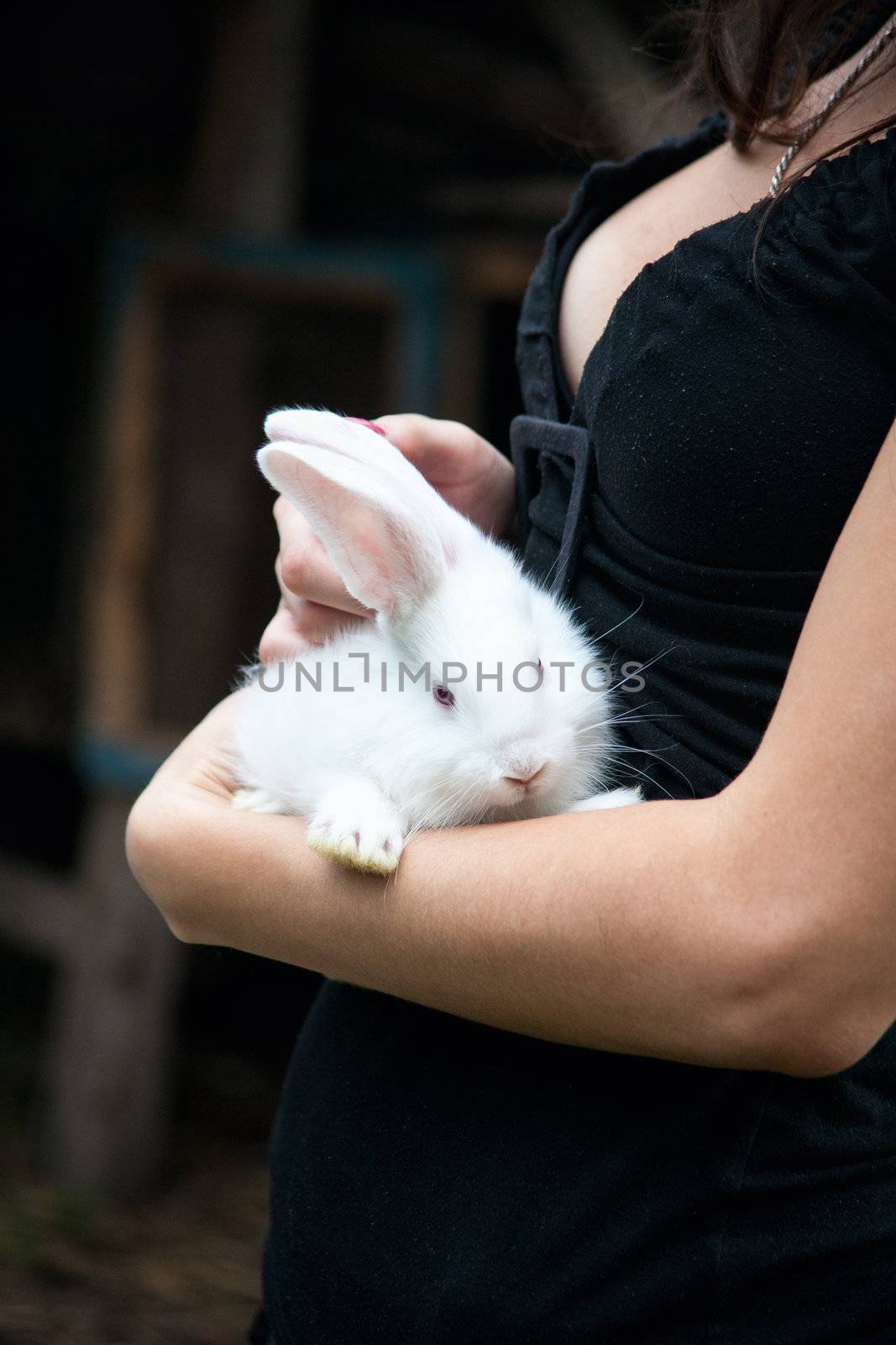 Rabbit in the hands of the girl