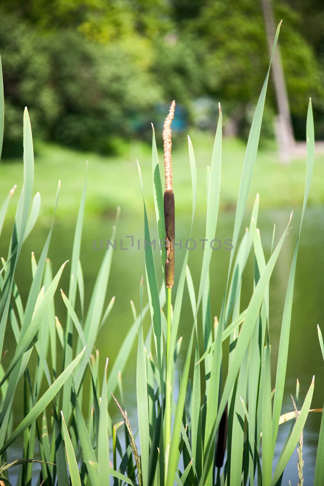 Close up view of a typha plant next to a river by sfinks