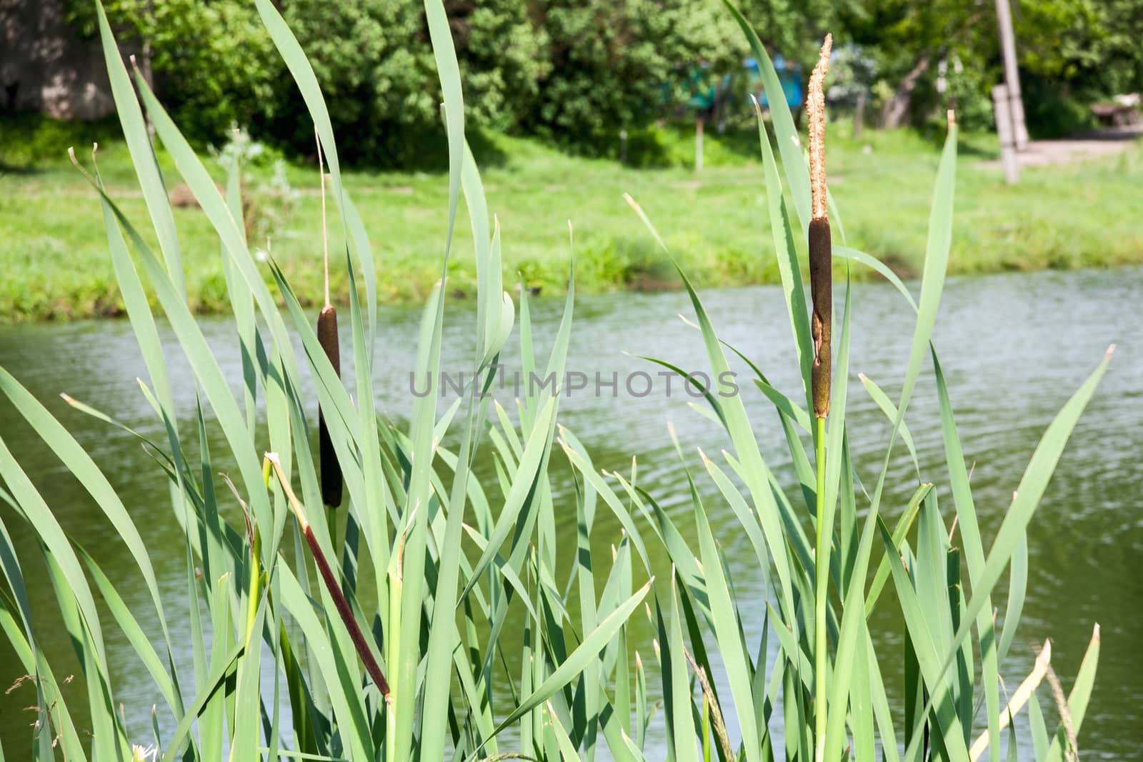 Close up view of a typha plant next to a river by sfinks